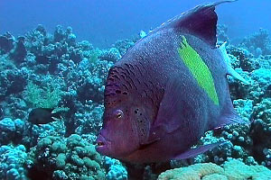 Pesce angelo maculato (Pomacanthus maculosus)