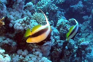 Pesce farfalla virgola (Heniochus intermedius)