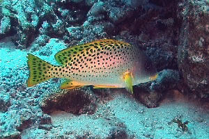 Gaterino tropicale (Plectorhinchus gaterinus)