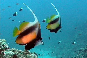 Pesce farfalla virgola (Heniochus intermedius)