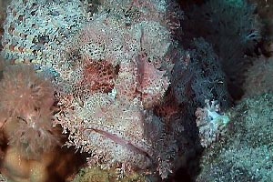Pesce scorpione tassellato (Scorpaenopsis oxycephalus)