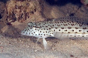 Parapercide ocellato (Parapercis hexophtalma)