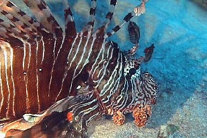 Pesce cobra (Pterois miles)