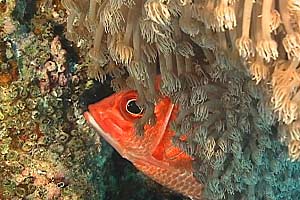 Pesce scoiattolo dalla coda bianca (Sargocentron caudimaculatum)
