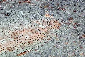 Sogliola di Mos� (Pardachirus marmoratus)