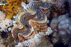 Tridacna (Tridacna maxima)