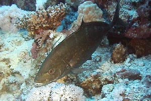 Carango dorato (Carangoides bajad)
