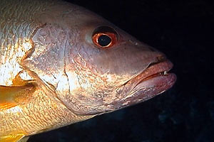 Lutiano monostigma (Lutjanus monostigma)