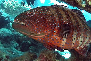 Cernia dei coralli maculata (Pessuliferus plectropomus)
