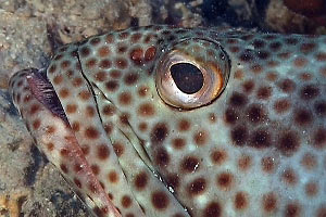 Cernia maculata bruna (Epinephelus tauvina)