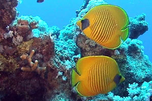 Pesce farfalla giallo (Semilarvatus chaetodon)