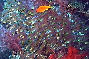 Pesce vetro (Parapriacanthus ransonneti)
