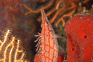 Pesce falco muso lungo (Oxycirrhites typus)