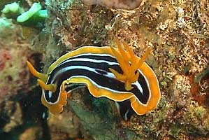 Nudibranchio pigiama (Chromodoris quadricolor)