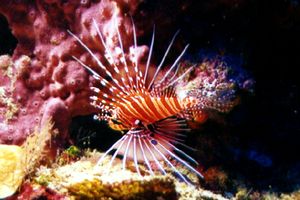 Pesce cobra ocellato (Pterois antennata)