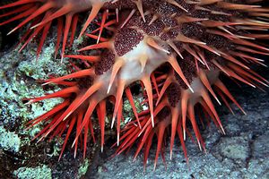 Stella corona di spine (Acanthaster planci)