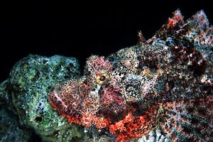 Pesce scorpione tassellato (Scorpaenopsis oxycephalus)