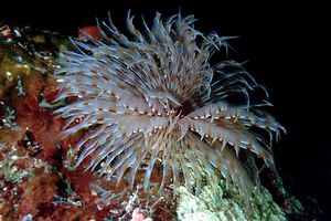 Spirografo (Sabellastarte indica)