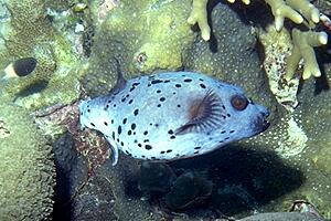 Pesce palla macchiato (Arothron nigropunctatus)