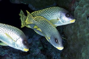 Gaterino tropicale (Plectorhinchus gaterinus)