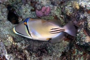Pesce picasso (Rhinecanthus assasi)
