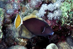 Pesce balestra dalla coda bianca (Sufflamen albicaudatus)