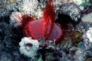 Riccio di mare (Tripneustes gratilla)
