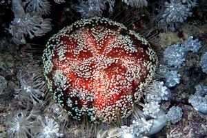 Riccio velenoso (Asthenosoma varium)