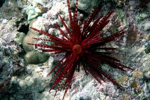 Riccio velenoso (Echinothrix diadema)