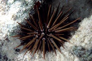 Riccio di mare (Echinometra mathaei)