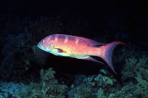 Cernia coda mezzaluna (Variola louti)