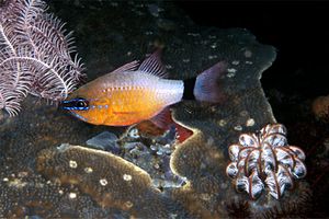 Pesce cardinale dorato (Apogon aureus)