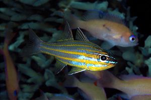 Apogonide (Apogon cyanosoma)