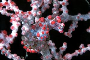 Cavalluccio marino pigmeo (Hippocampus bargibanti)