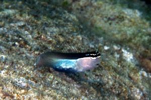 Bavosa di Banda (Ecsenius bandanus)