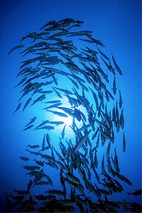 Carangide (Caranx sexfasciatus)