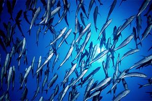 Carangide (Caranx sexfasciatus)