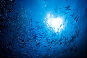 Carangide (Caranx sexfasciatus)