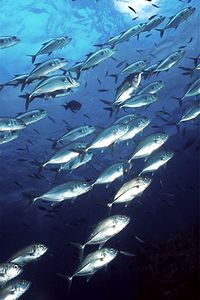 Carangide (Caranx sexfasciatus)