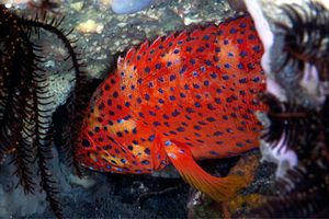 Cernia miniata (Cephalopholis miniata)