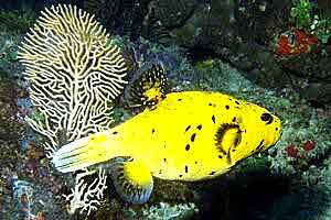 Pesce palla (Arothron meleagris)