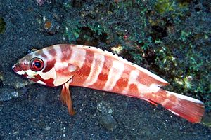 Cernia dal berretto basco (Epinephelus fasciatus)
