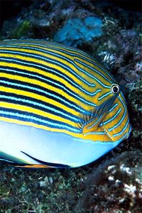 Pesce chirurgo rigato (Acanthurus lineatus)