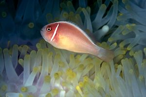 Pesce pagliaccio rosa (Amphiprion perideraion)