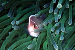 Pesce pagliaccio rosa (Amphiprion perideraion)