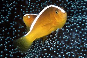 Pesce pagliaccio arancione (Amphiprion sandaracinos)