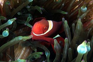 Pesce pagliaccio spinoso (Premnas biaculeatus)