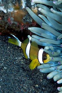 Pesce pagliaccio di Clark (Amphiprion clarkii)