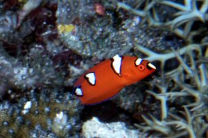 Donzella (Coris gaimard)