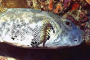 Pesce palla a punti bianchi (Arothron hispidus)